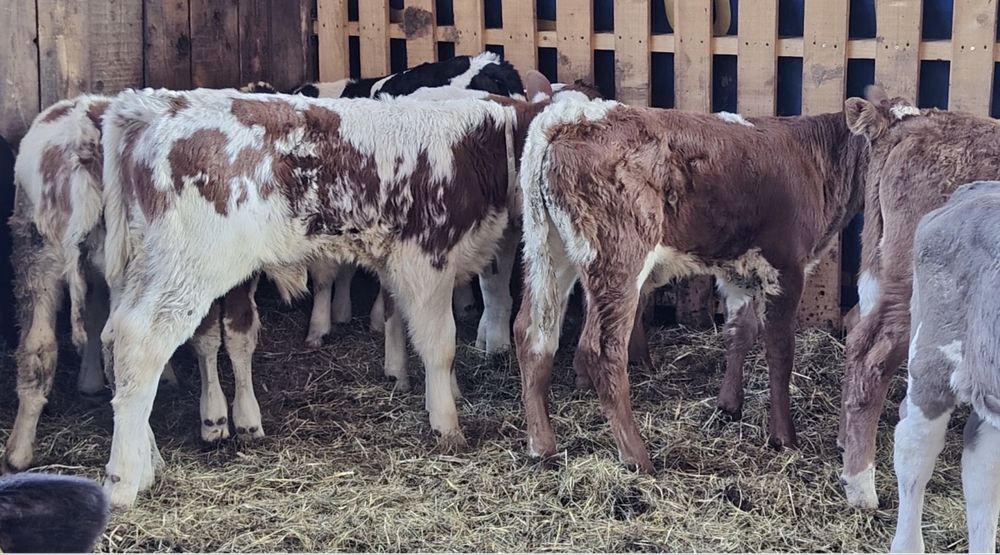 Aduc vitei pe comanda in toata roamnia