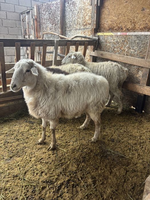 Бараны на выбор.