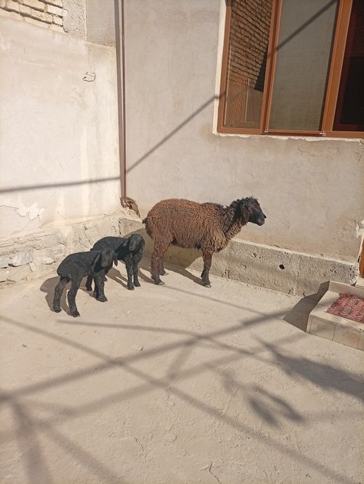 Она бола дурага ку́й сотилади