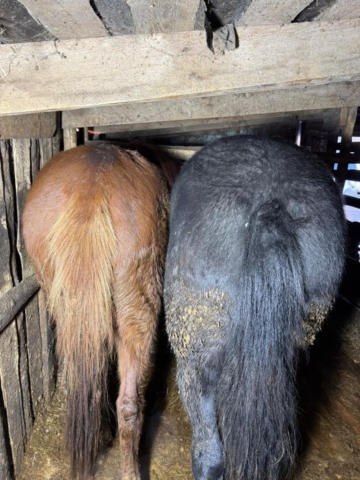 Продам лошадей с откорма