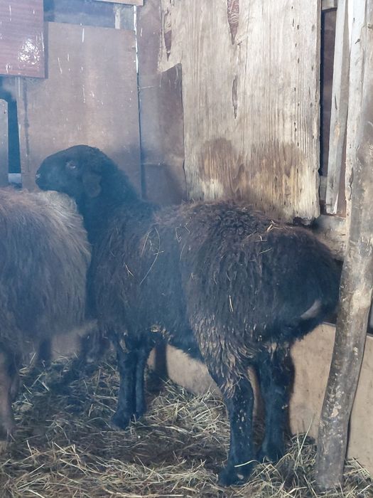 Қошқар сатылады.