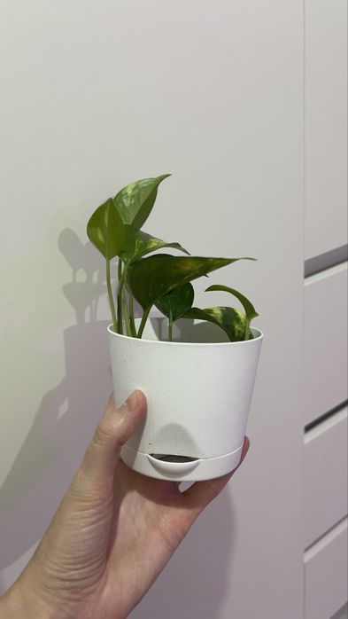 Голфингер в новом горшке!