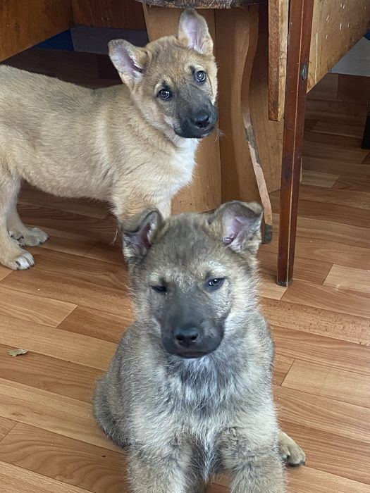 Отдам в добрые руки щенков