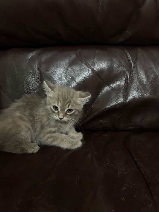 Котенок в поиске дома