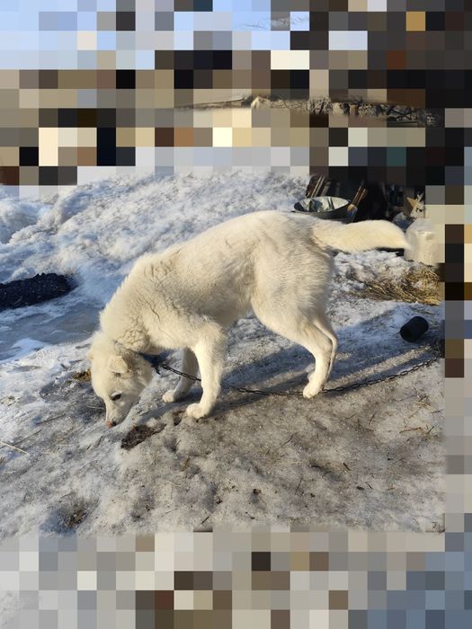 Отдам молодого пёсика