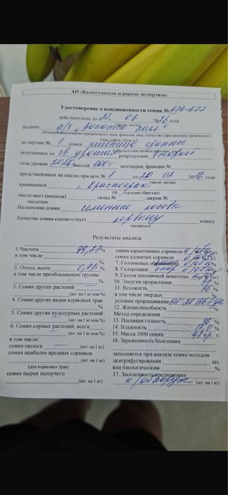 Пшеница семена «гранни»