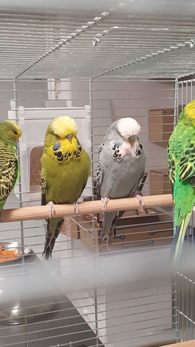 Perusi standard semi-standard si hagoromo pui si adulti