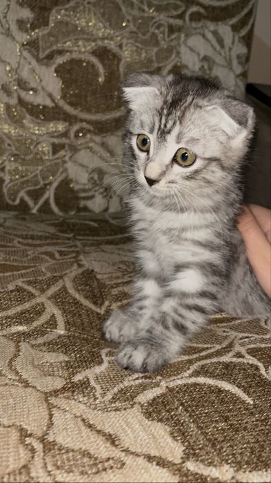 Шотландская кошка вислоуха продам.