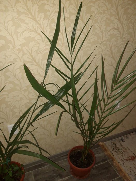 Финиковое дерево. Финиковый куст.