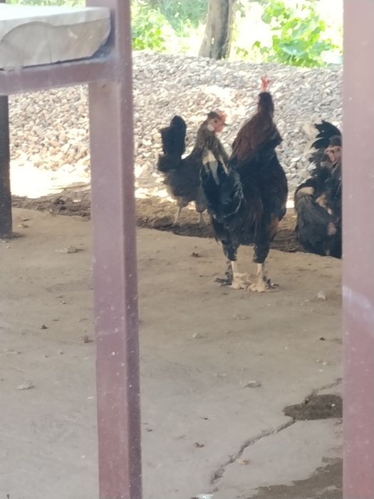 Екі пар японскийлер бар
