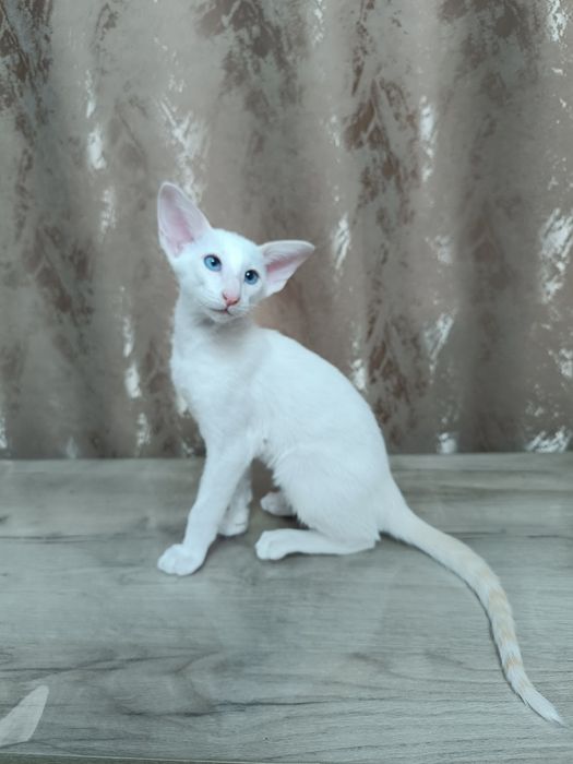 Ориентальный котенок