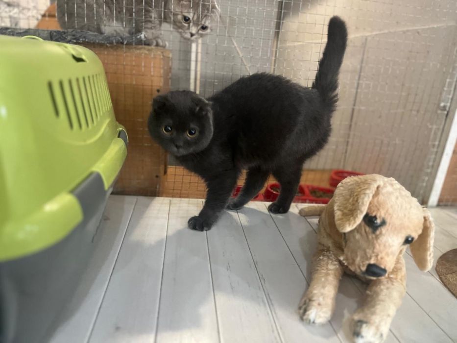 Отдам кота в добрые руки