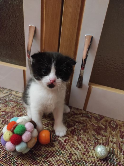 Мушуклар срочно сотилади