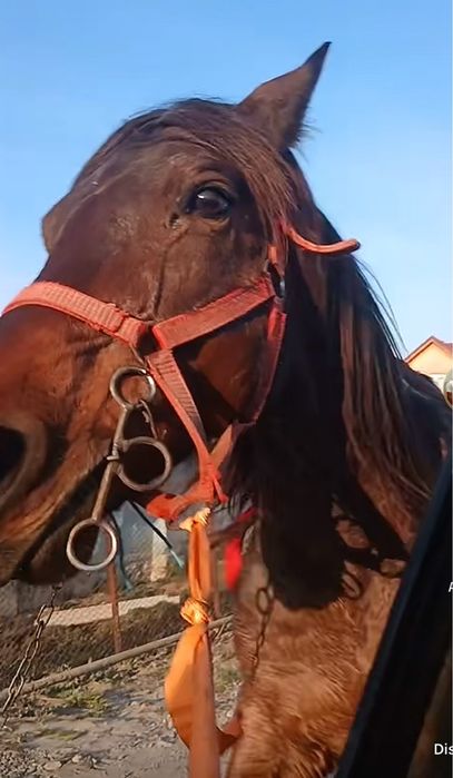 Vand iapa de 7 ani