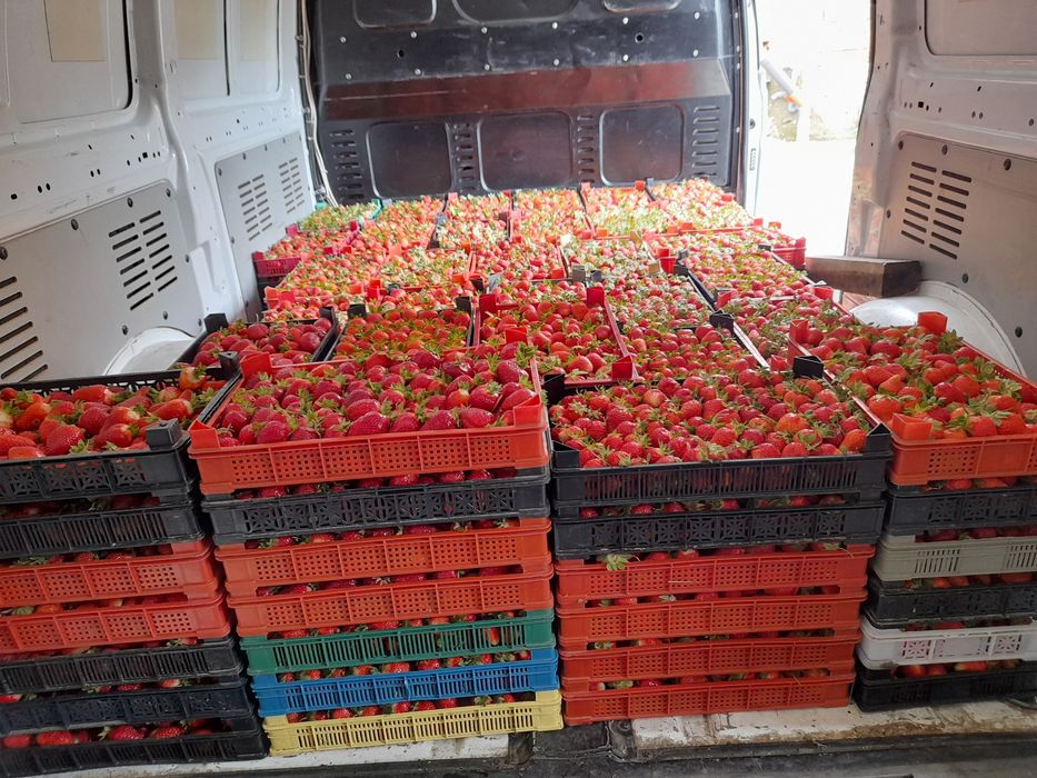 предлагам страхотен расат ягуди