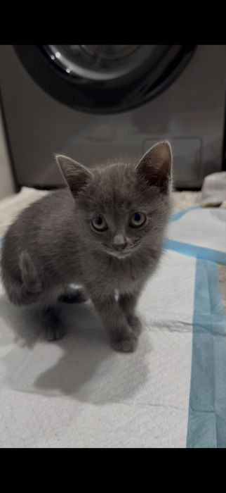 Кошка бесплатно