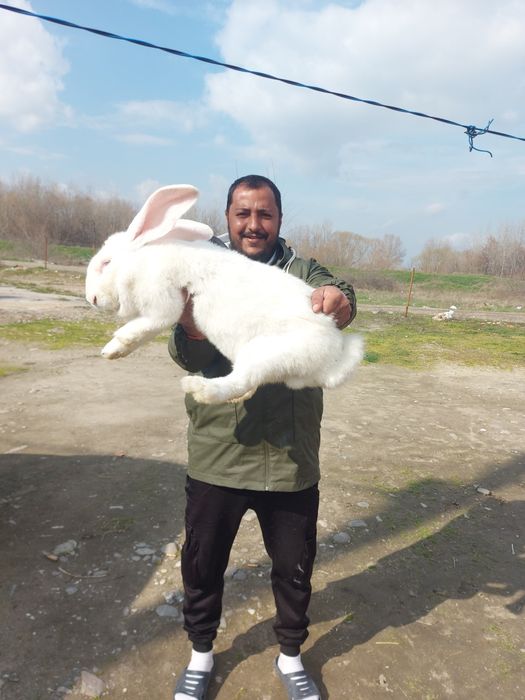 Белгийски великан