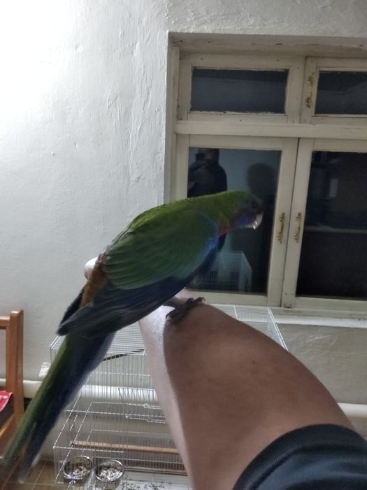 Продаются ручные Розеллы