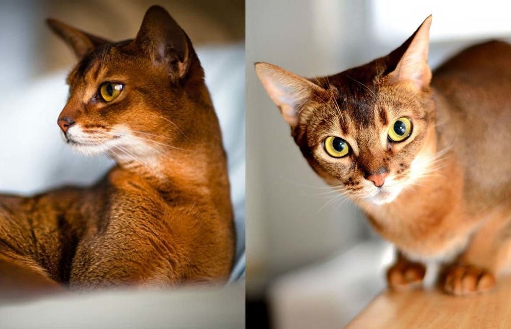 "Мини Пумы"- аби киски.. Бронь и Готовые !