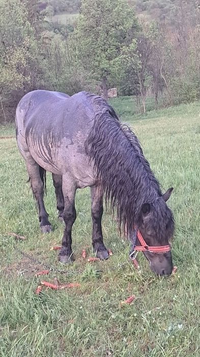 Armăsar de 5 ani de vânzare