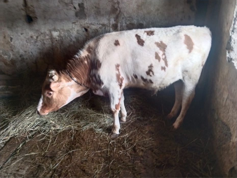 Продам быка, находятся в Рудном