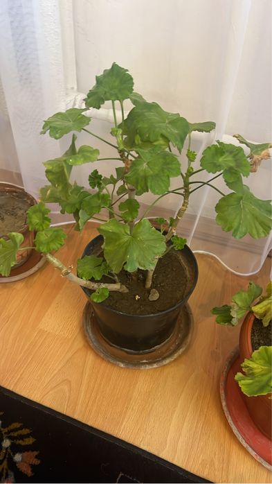 Герань, замиокулькас, сансевиерия