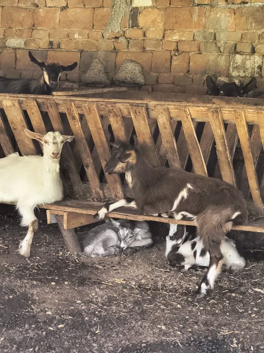 Vând 6 iedute de 4 luni