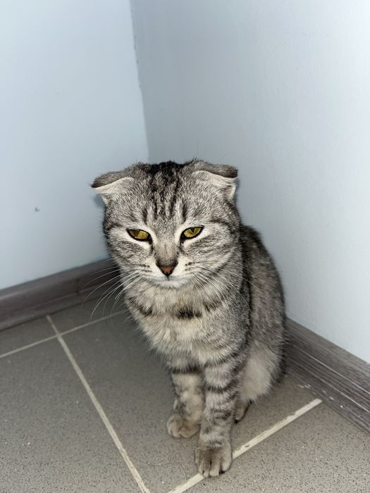 Пискадағы мүшесінің фотосы