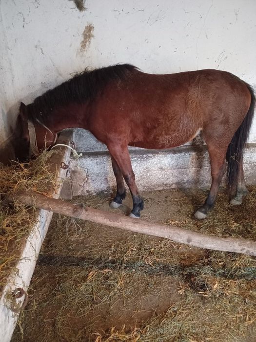 Vând manza de 1 an și 9 luni