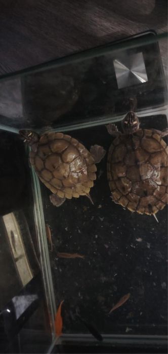 Vand Broaște  testoase