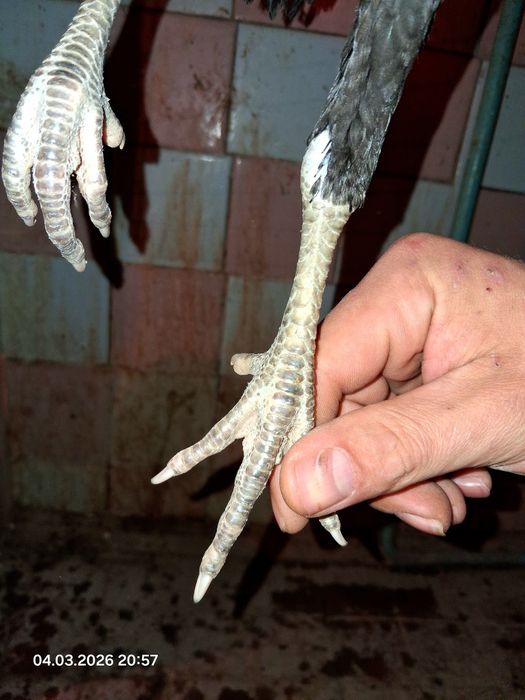 На продаже курочки!