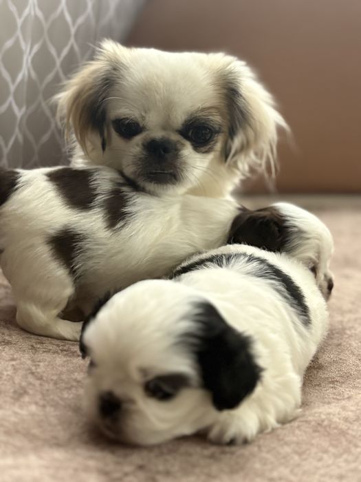 Японски хин - бебета