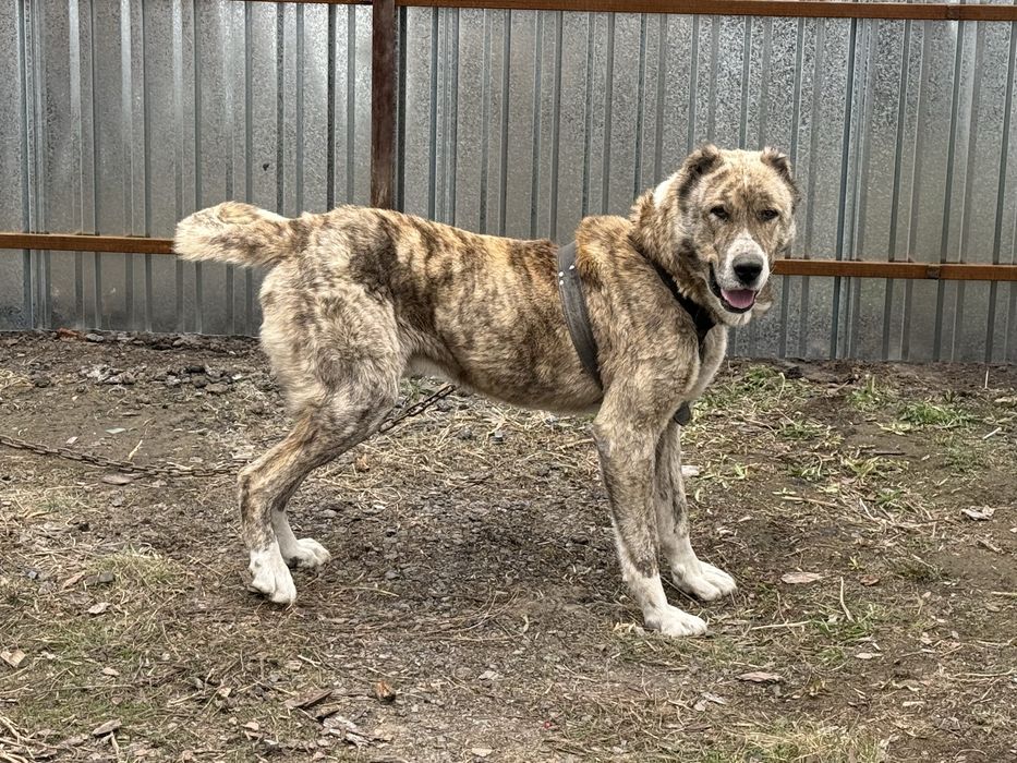 Алабай кобель на охрану