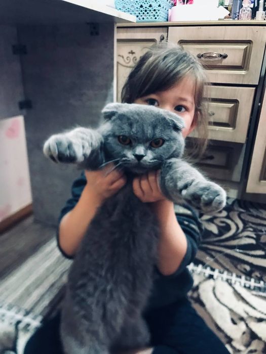 Скоттиш фолд зоти тоза 8 ойли