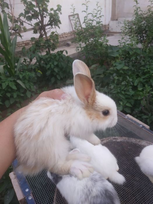 Quyon bolalari 3 oylik. 3 ta bor. Ranglari oq,oq-kulrang, koʻzlari oq