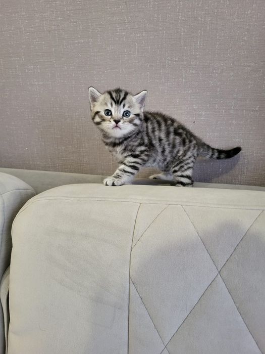 Скоттиш Фолд и Страйт.