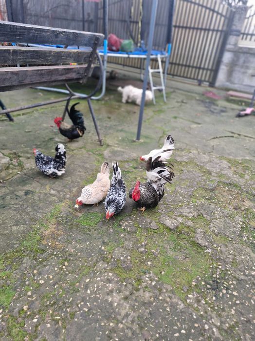 Gainusi chabo de vanzare.