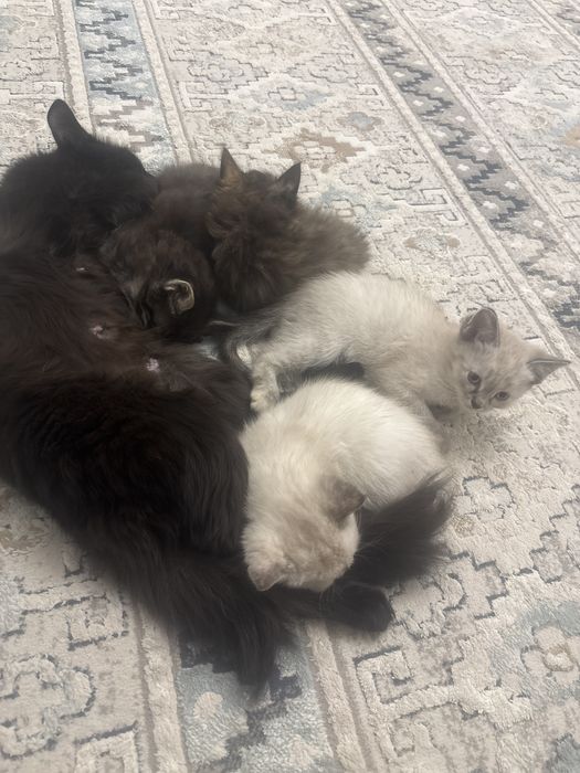 Отдаю милых котят в добрые руки!