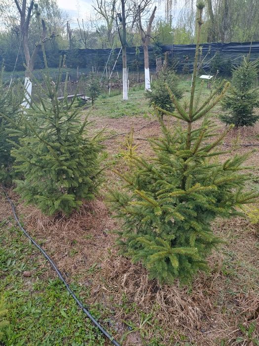 Brazi pt plantat sau pt nunti