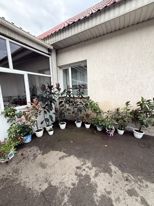 Продам комнатные цветы
