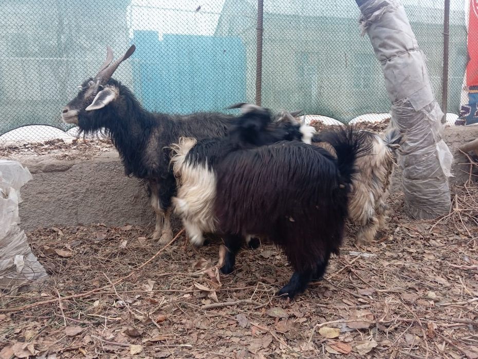 Эчки сотилади ейиши яхши соглом