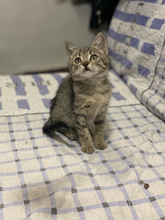 Hadiya. Отдам в добрые руки