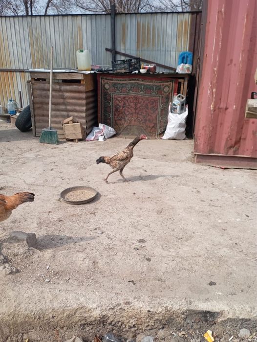 дакан жумырткалары