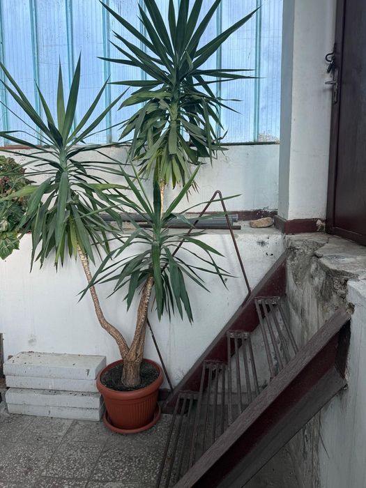 YUCCA , planta decorativa , inaltime peste 2 m