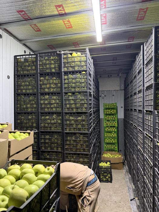 Продам яблоки золотой превосход