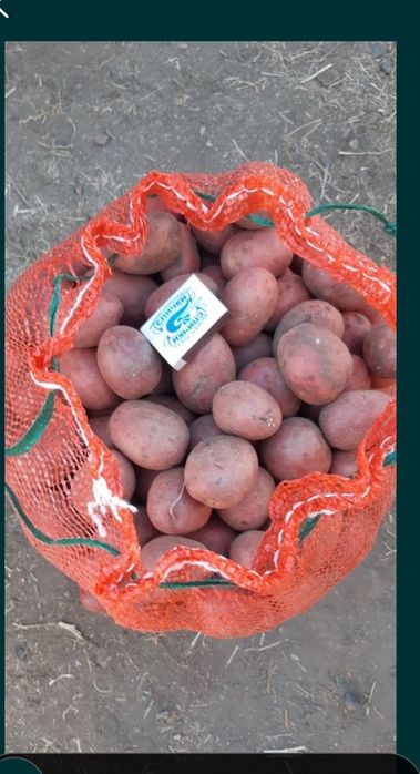 Семенной картофель красный