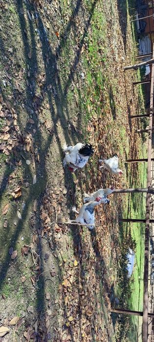 Брама хўрозлар 4 дона сотилади 200 000 сўмдан