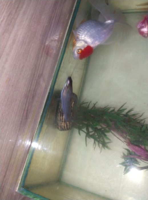 Аквариумные рыбки