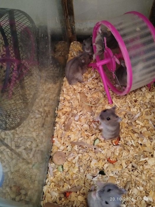 Хомячки домашние,здоровые