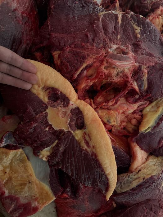 Прдам мясо конины байтал